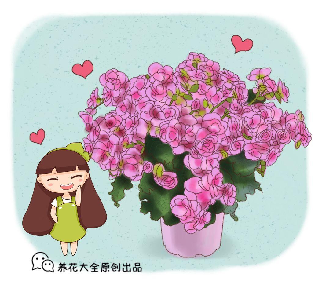 这7种花, 北阳台也能长得好, 耐阴又好养!