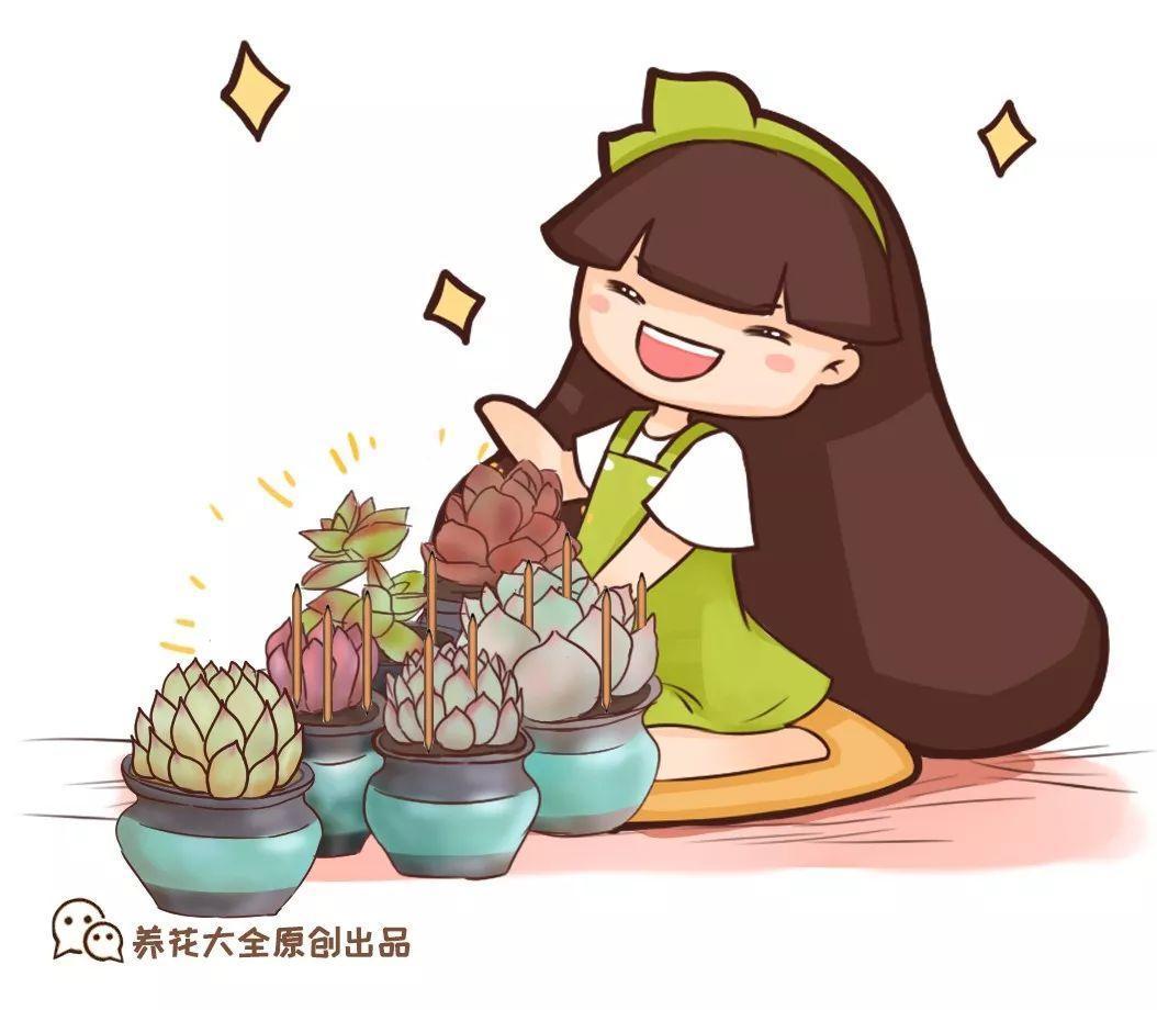 多肉又小又丑, 牙签戳几下, 咬牙变成大肉球!