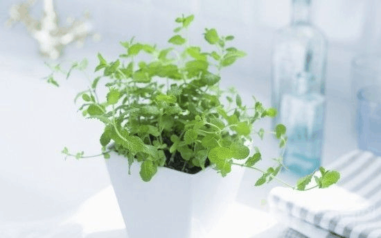 在卫生间养这“3种”植株, 异味少, 空气清!