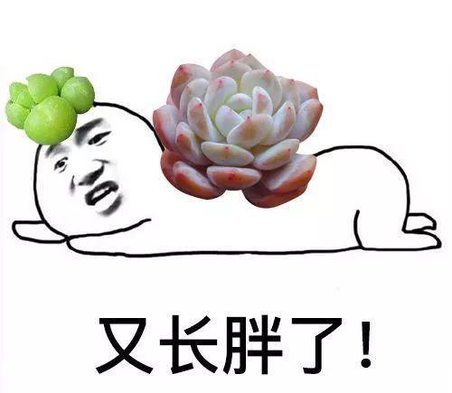 这些多肉表情包, 搞笑卖萌, 让你聊天不尴尬!
