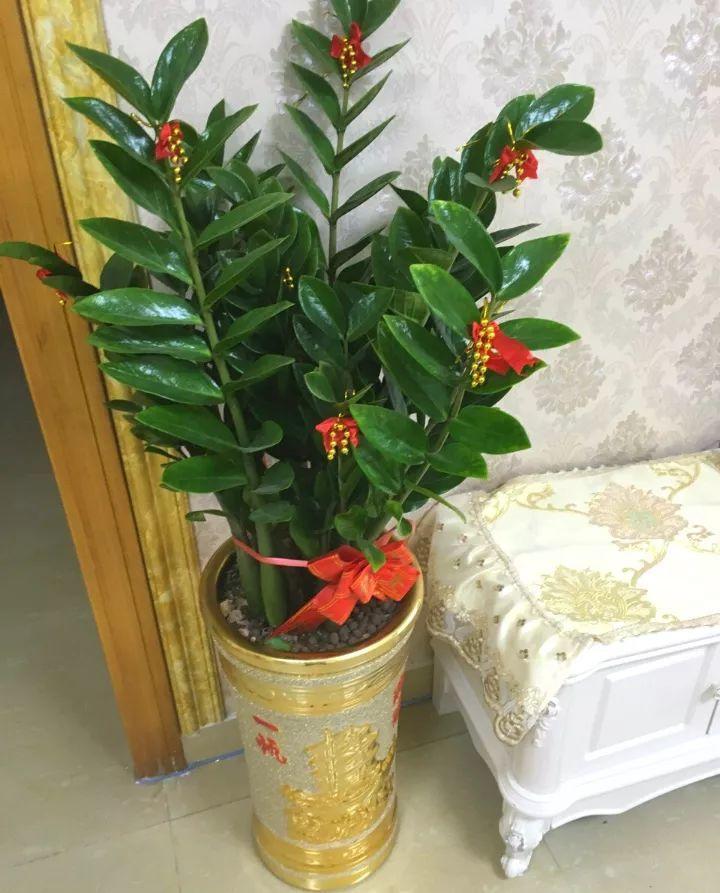 这8种花千万别乱送人, 小心把福气送走了!
