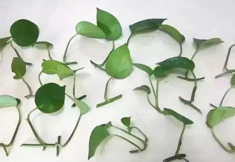 绿萝扦插不生根? 拿它一捂, 呼呼冒白根!