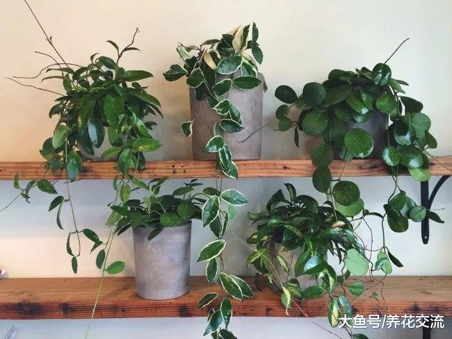 养在阳台上的球兰一般需要多久才能开花?