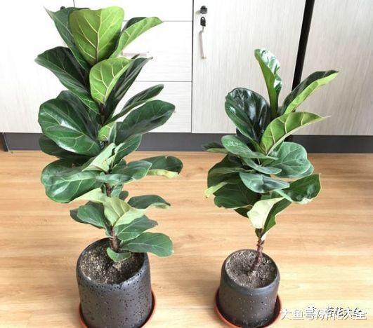 琴叶榕又长斑了? 学会这一招, 养的比绿萝还要好看!