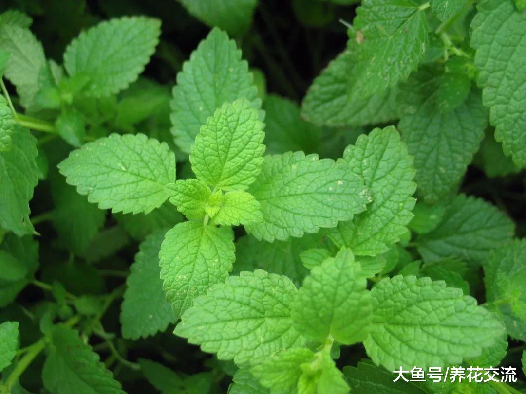 这九种蔬菜非常适合栽种在番茄的旁边, 能够互相促进生长