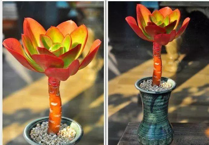 多肉别乱用花盆, 选对颜色, 颜值高了10个档!