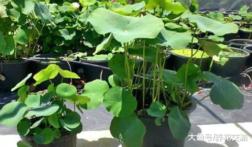 光照很充足的碗莲叶子长满一盆, 为什么一朵花都没有?