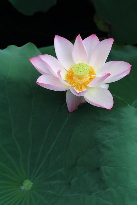 18句修身养性的佛语, 句句富含人生智慧