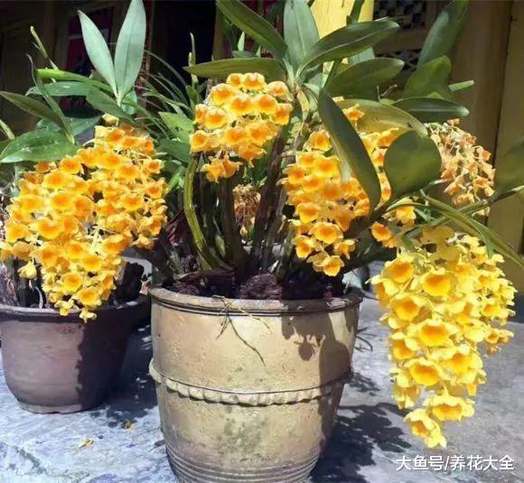 盆里加点它, 花像吃了激素, 蹭蹭狂长爆盆!