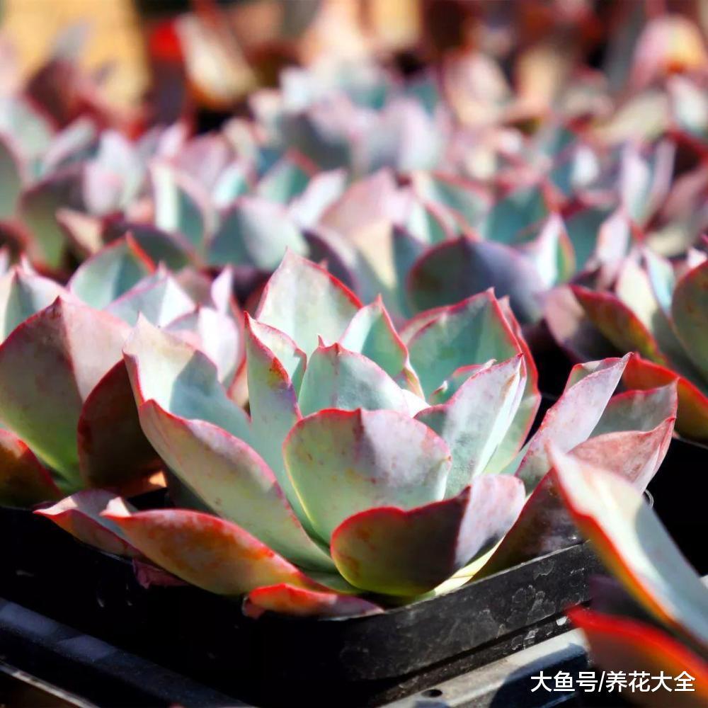 自带仙气的蓝光, 养护记住这几点, 长到花盆装不下!