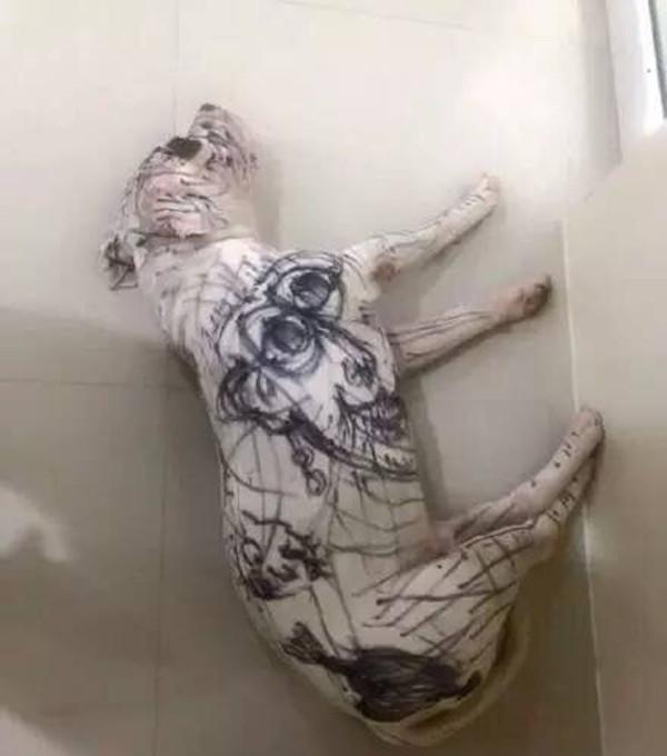 主人出门把小狗和孩子留在家中, 回来后小狗傻了, 主人懵了