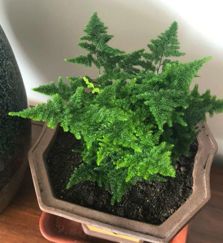 文竹个子越矮越值钱, 养成土肥圆, 最后卖出了这个价格!