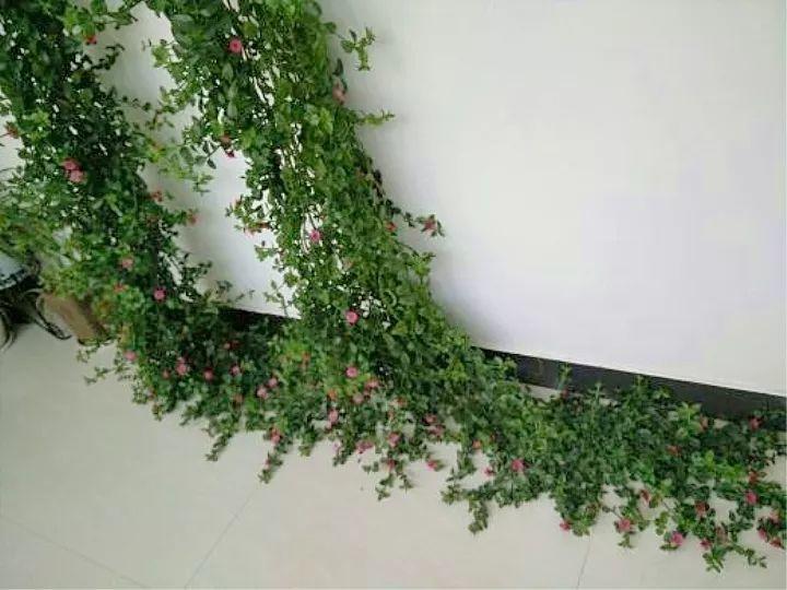 吊兰这么养, 半年长成草垛子, 谁看都想搬回家!