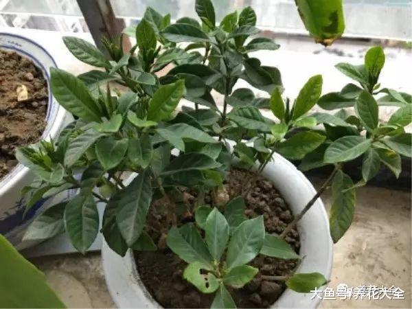 栀子月季咔嚓1刀, 花苞多到爆, 枝都压弯了!