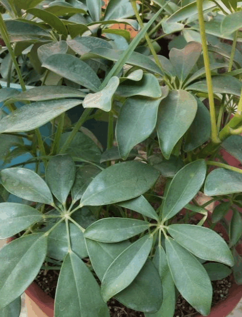 家里的鸭掌木, 就得用这法子养, 天天窜新芽!