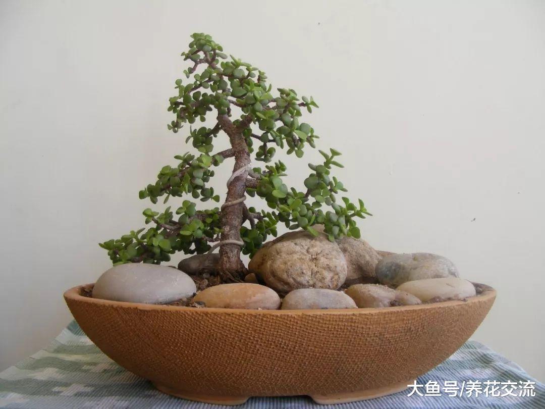 这些常见的盆栽植物都适合养成盆景, 养几十年都能存活