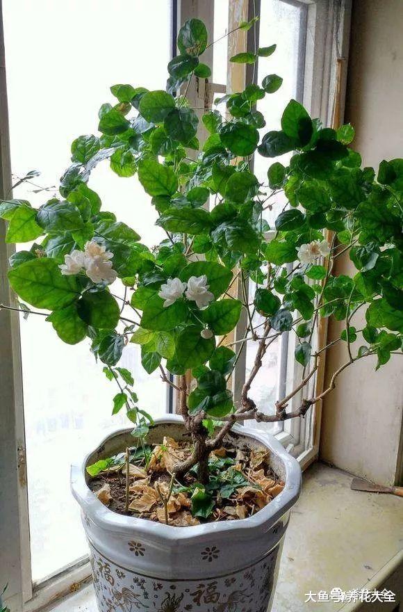 看看这些高龄植物, 仙人掌也可以养这么长时间!