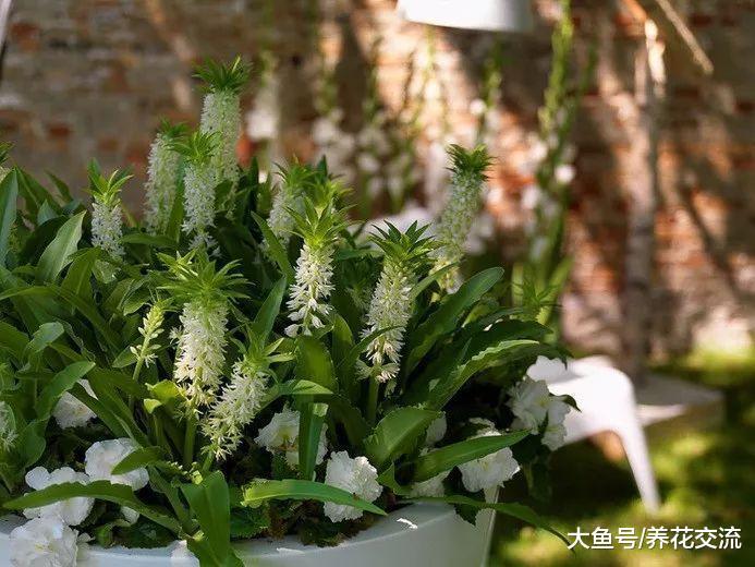 花朵一串串凤梨百合你有没有见过, 来看看清新靓丽的菠萝花