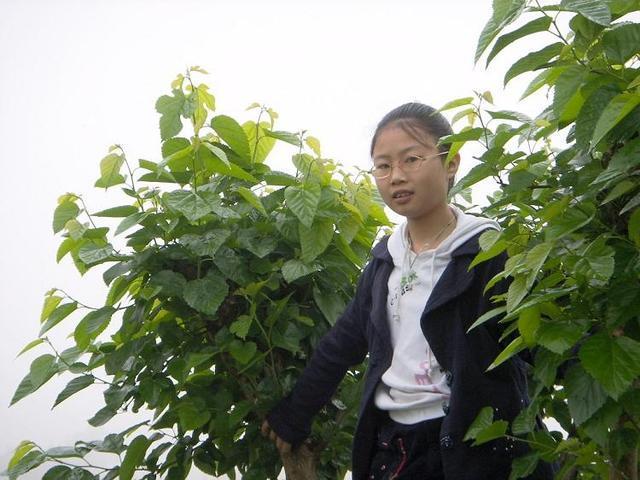 他坚持每天用桑叶泡水喝, 7天后身体有奇怪的变化!
