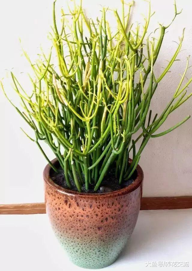 外观很别致的一些盆栽植物, 株型都是非常小巧的观赏花卉