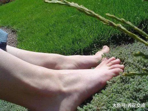 种在石板路旁边随便践踏也不会死的铺地百里香, 还有地毯般的花朵