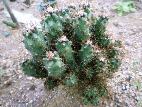 远看像假山, 这个仙人掌, 一株可以养出好几盆!