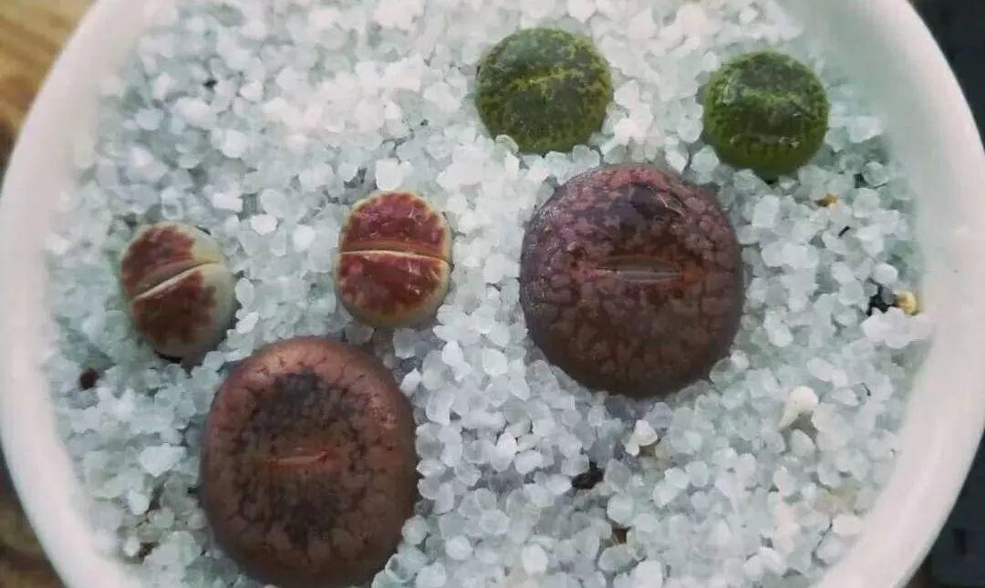 立冬后的多肉, 阳光浇水控制好, 立马胖3圈!