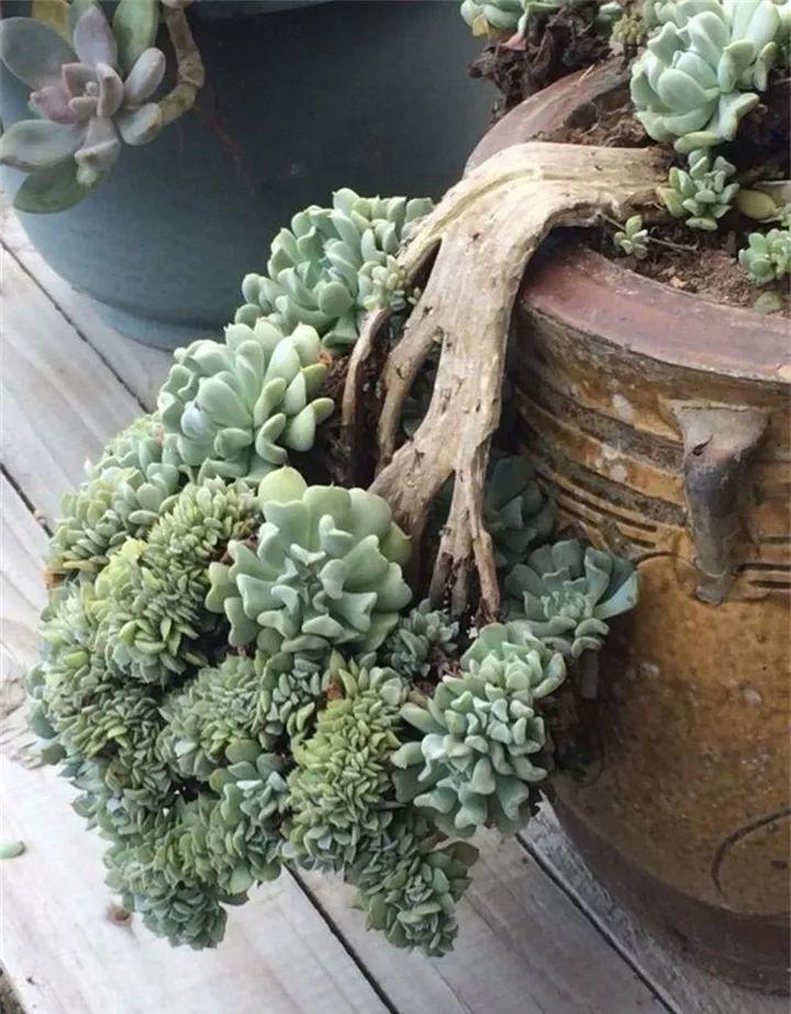 呆萌多肉, 被他养到缀化, 枝叶长得像把大扇子!