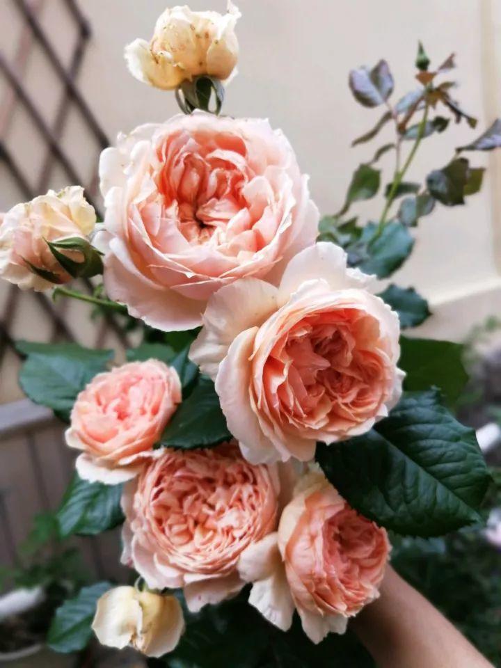 月季越养越丑? 不如试试这几种, 夏天也能美美哒!