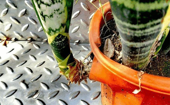 家养虎皮兰, 别再用这种盆, 不然很快就被戳破了!