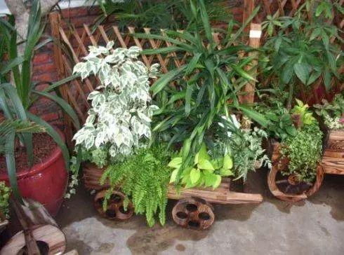 家里的植物开始招虫子了? 香烟头、洗洁精这些就可以简单驱虫!