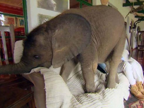 女子野外救起一头幼象, 淘气的大象整天把家里弄得乱糟糟的!