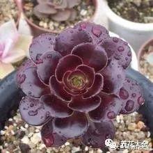 多肉遇虫不要慌, 教你1招, 虫子全部死光光!