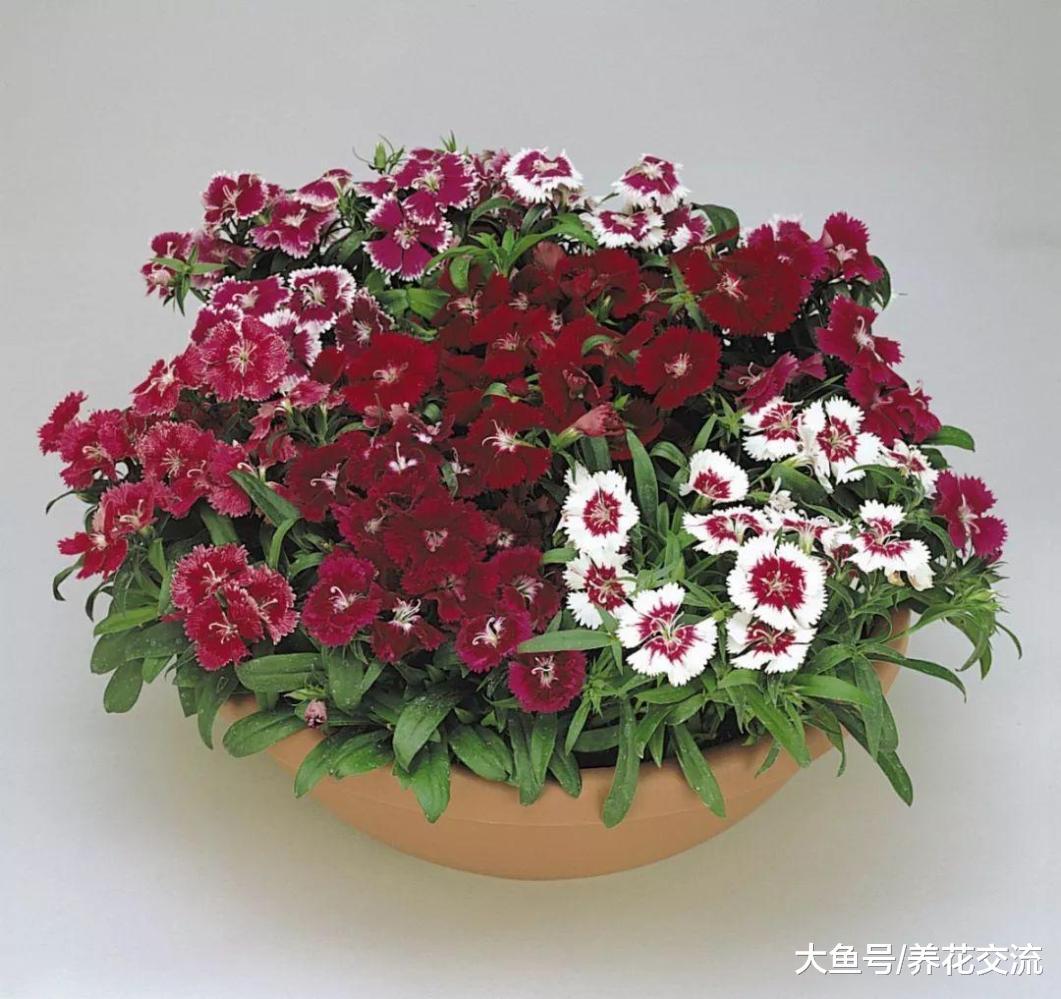 8种花朵灿烂的草本植物, 在阳台上作为盆栽最为适合