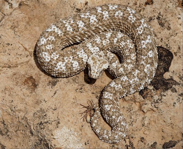 考察员野外发现从没见过的蛇, 看到它的尾部就已全身发麻