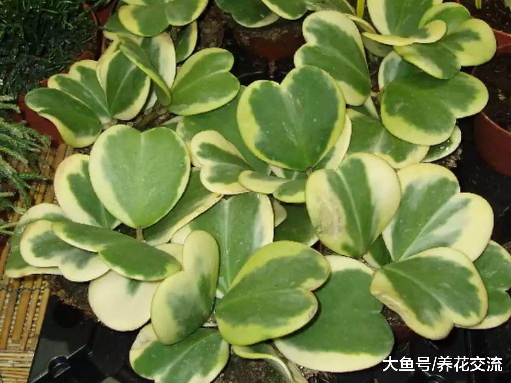 特别适合送朋友的心叶球兰盆栽, 每一片叶子都能重新繁殖