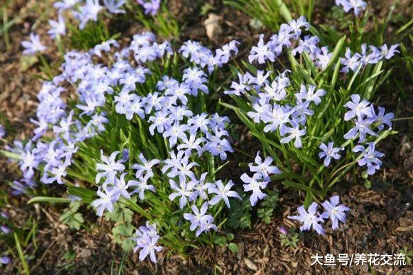 极其耐寒的西伯利亚蓝钟花, 冬天零下20度都冻不死