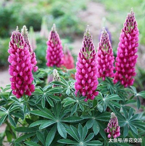 能自己释放肥料的鲁冰花, 种在院子里很多年都能看到花朵