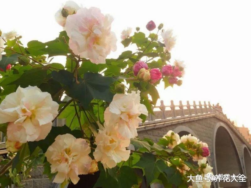 养花就选6种, 不但花美好养, 还能一天一变样!