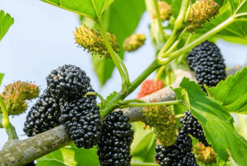 天然的“阿司匹林”找到了, 每天吃一点, 溶解血栓, 血管慢慢通了