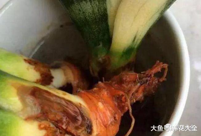 虎皮兰又烂根了? 放在水里泡一下, 很快就能长出新根!
