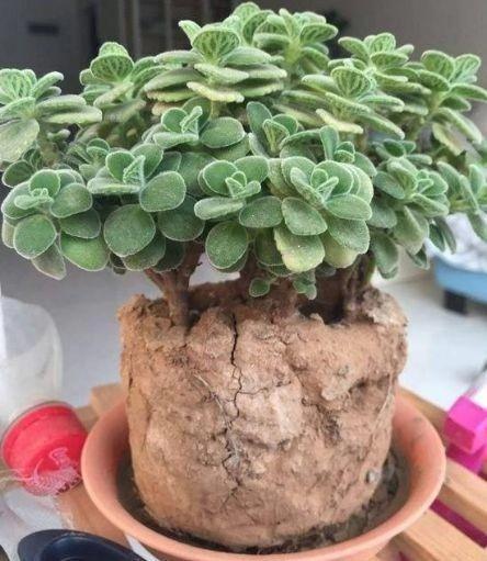 冬季花盆结“硬块”, 加1片药、添点“万能肥”, 疏松透气长的旺