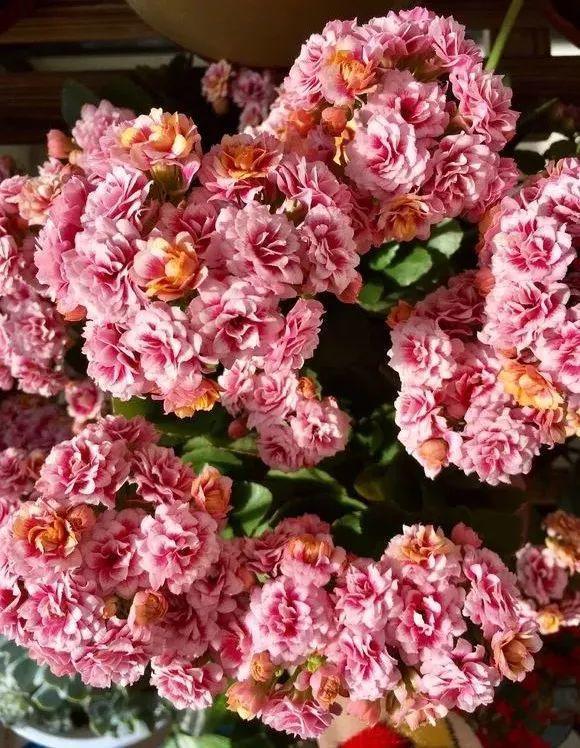 长寿花一剪一插, 花骨朵呼呼冒, 叶子都看不见!