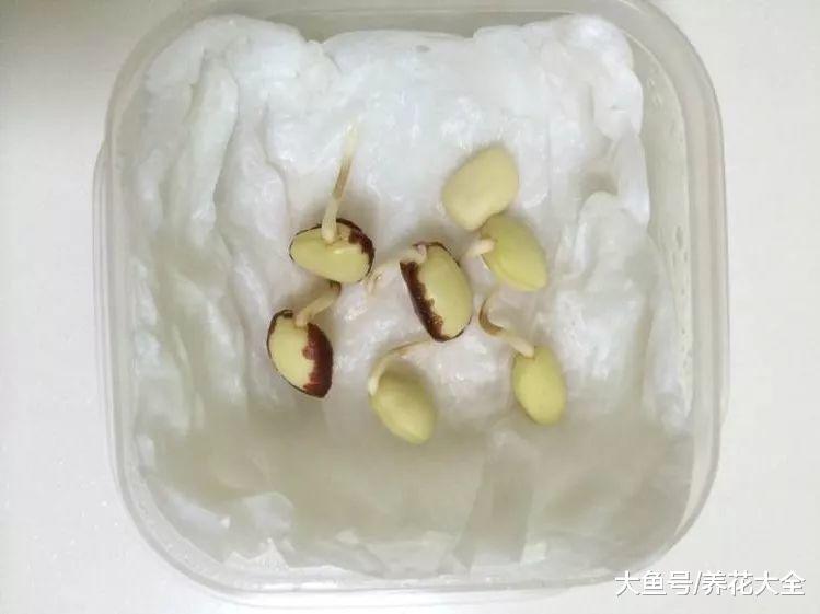 路边落的种子捡回家, 泡一泡丢盆里, 没想到长成了小森林!