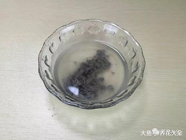 在水里加点这个, 文竹用了呼呼长, 连肥料都省了!