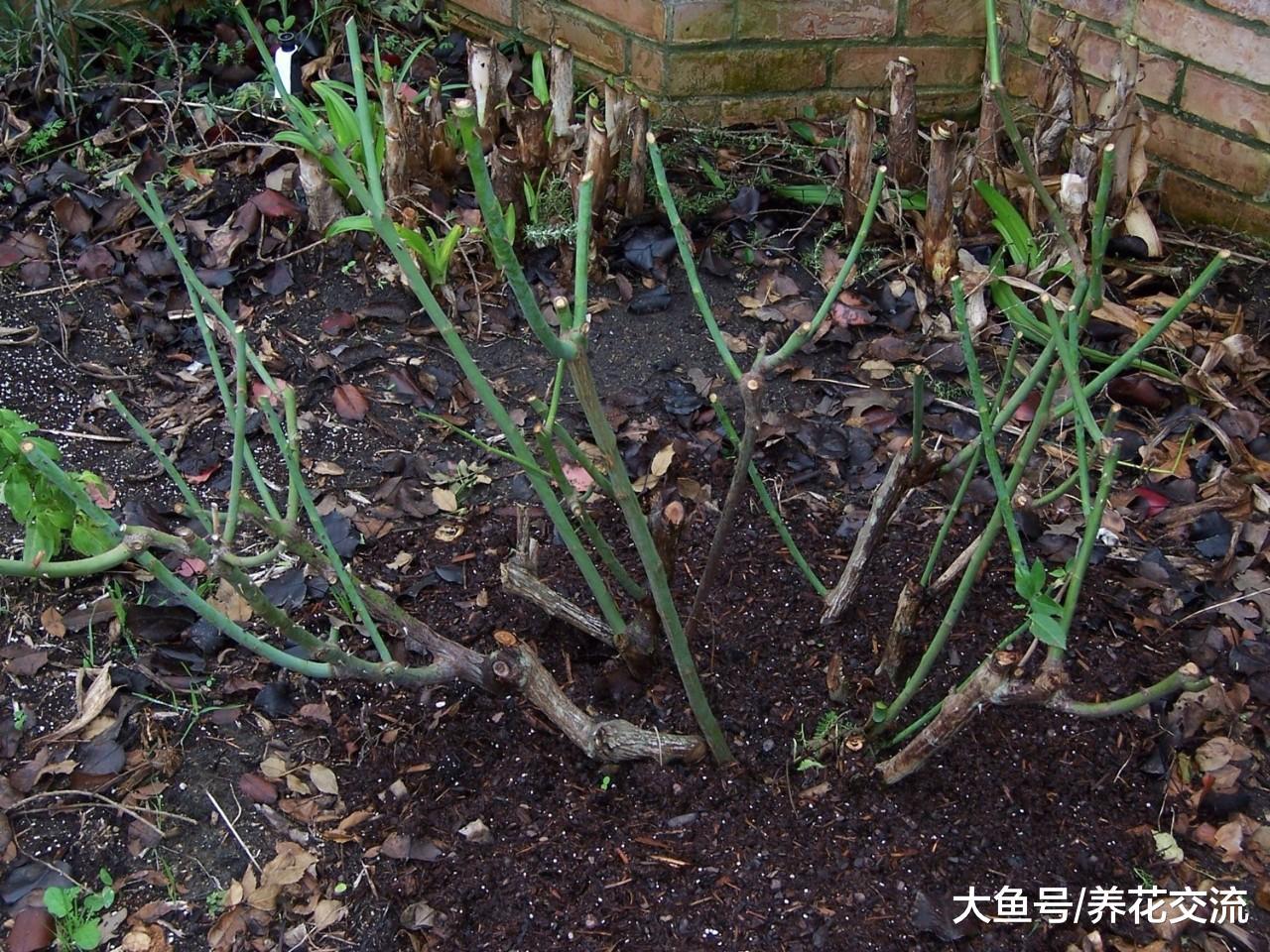 养护灌木月季掌握这些修剪技巧, 年年能不断重复开花