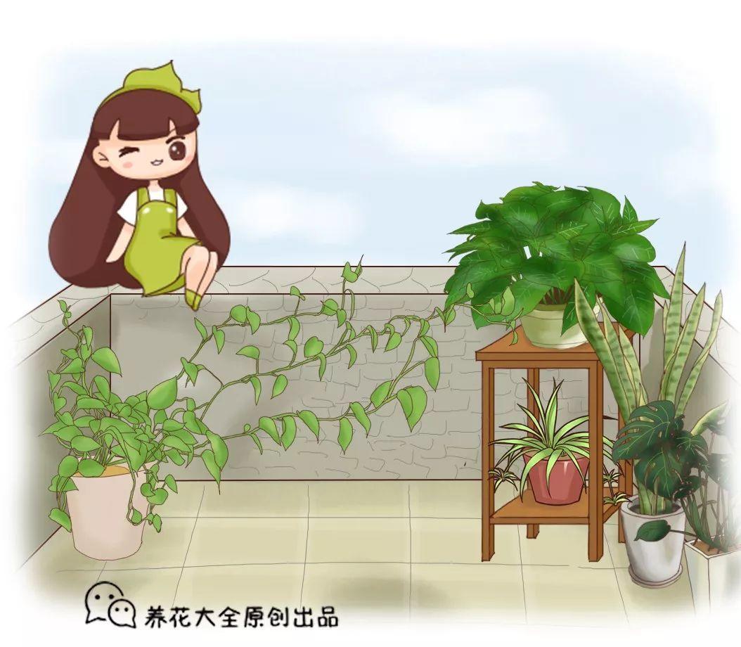 立秋就要做这3件事, 花能狂长肉, 叶子绿的滴油!