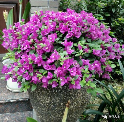 担心花被晒死? 养养这几种, 阳光越好花开的越多!