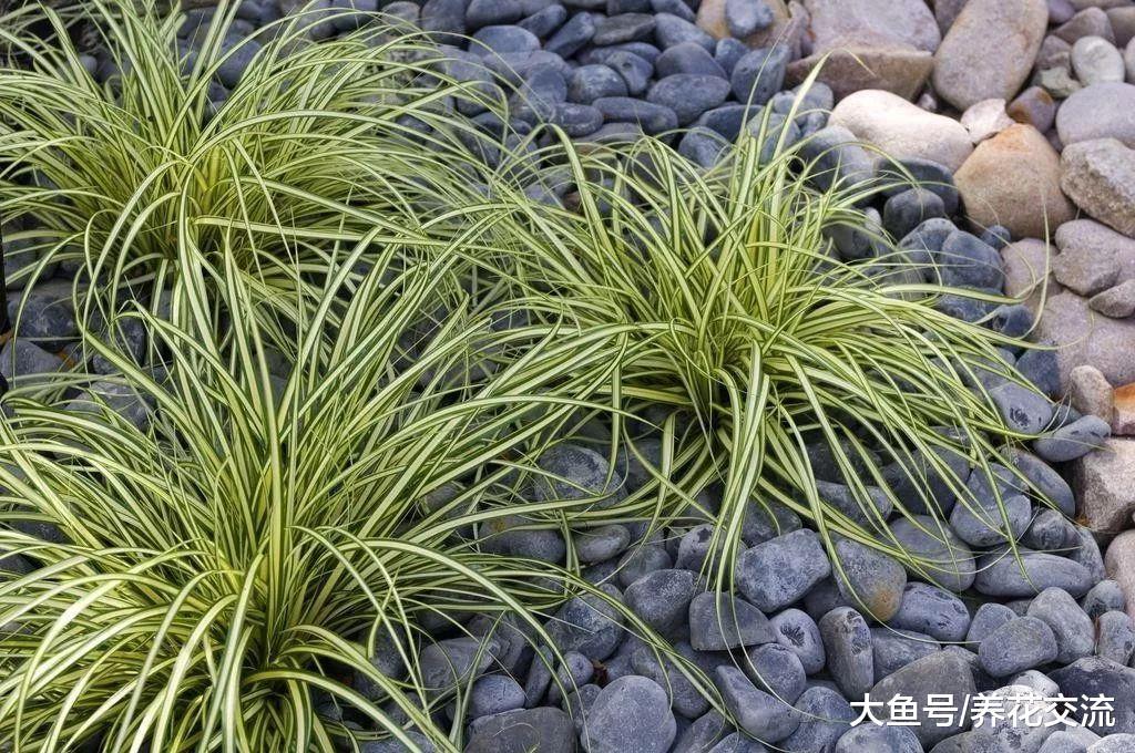这几种观赏草种在花盆里, 比绿萝吊兰还好养, 观赏性也更美观