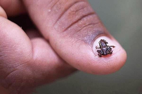 直击世界上最小蛙类, 一出生就成型, 一生不需与水体为伴